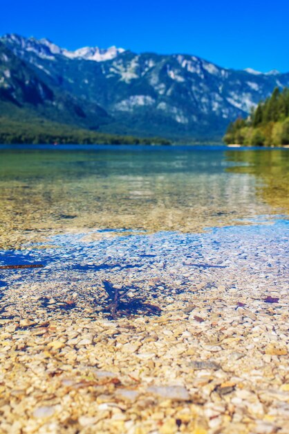 Jezioro Bohinj z odbiciem Alp Julijskich na powierzchni