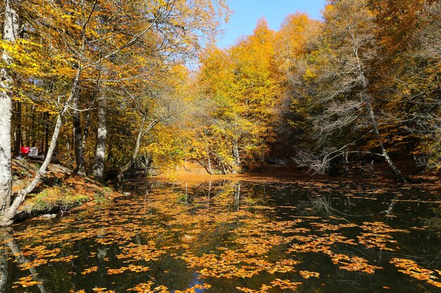 Jezioro Derin w Parku Narodowym Yedigoller Bolu Turcja