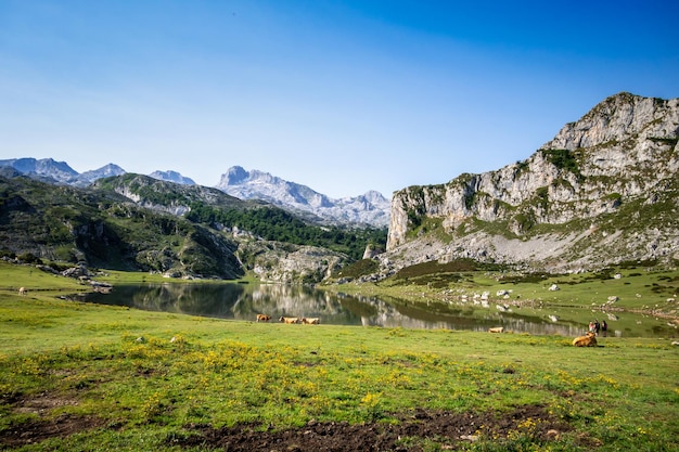 Jezioro Ercina w Picos de Europa Asturias Hiszpania