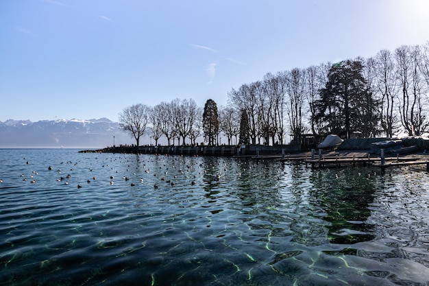 Jezioro Genewskie i odbicia drzew widziane z Lozanny w Szwajcarii