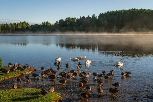Jezioro Gorodishchenskoe z ptactwa wodnego w dolinie Malskaya w letni dzień Izborsk Region Pskowa Rosja