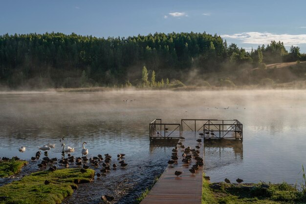 Zdjęcie jezioro gorodishchenskoe z ptactwa wodnego w izborskomalskaya valley izborsk pskov region rosja