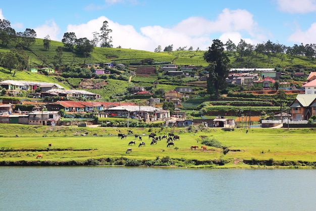 Jezioro Gregory w Nuwara Eliya Sri Lanka