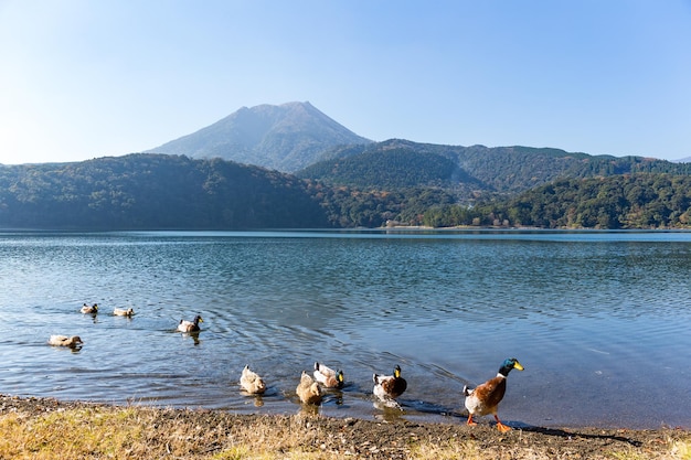 Jezioro i góra Kirishima z kaczką