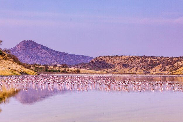 Zdjęcie jezioro magadi podróże styl życia fotografia mody antony trivet