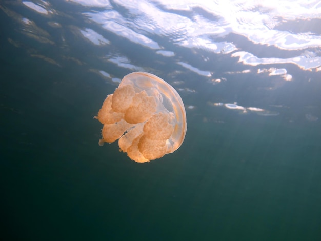 Jezioro meduzy w Palau.