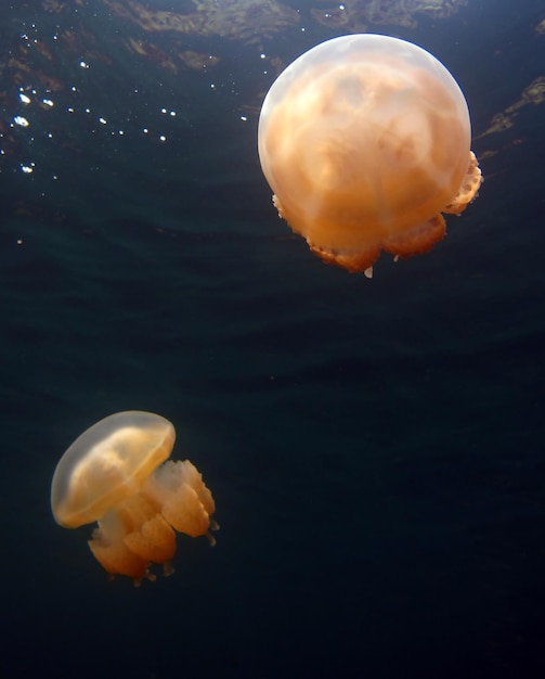 Jezioro meduzy w Palau.