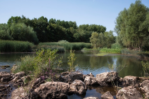 Jezioro otoczone roślinnością w środku lata