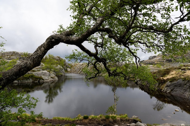 Jezioro otoczone skałami i drzewami w pochmurny norweski dzień w drodze do Preikestolen
