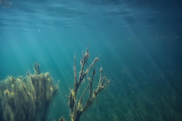 jezioro podwodny krajobraz abstrakcja / niebieska przezroczysta woda, eko ochrona przyrody pod wodą
