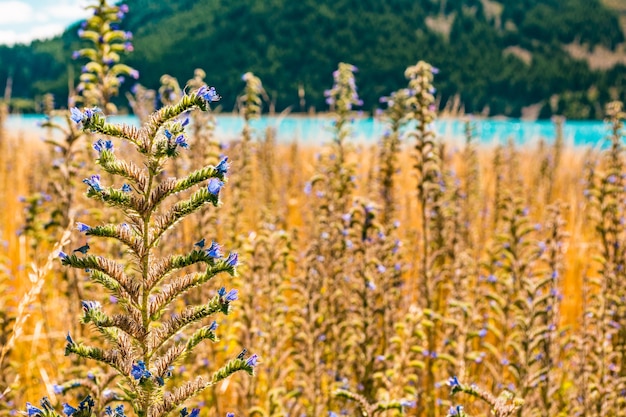 jezioro tekapo nowa zelandia