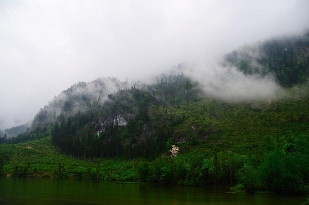 Jezioro W Zielonej Naturze Z Mgłą