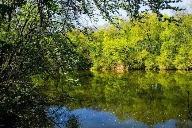 Jezioro w zielonym lesie