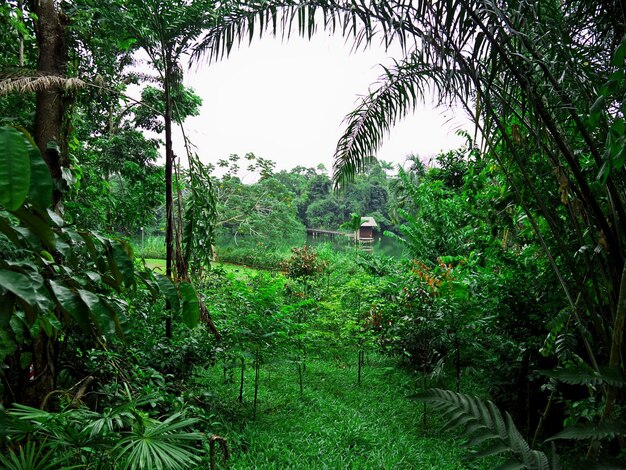 Jezioro W Zoo Singapur