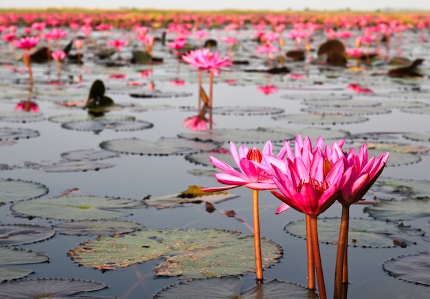 Jezioro Wodna Leluja, Udonthani, Tajlandia