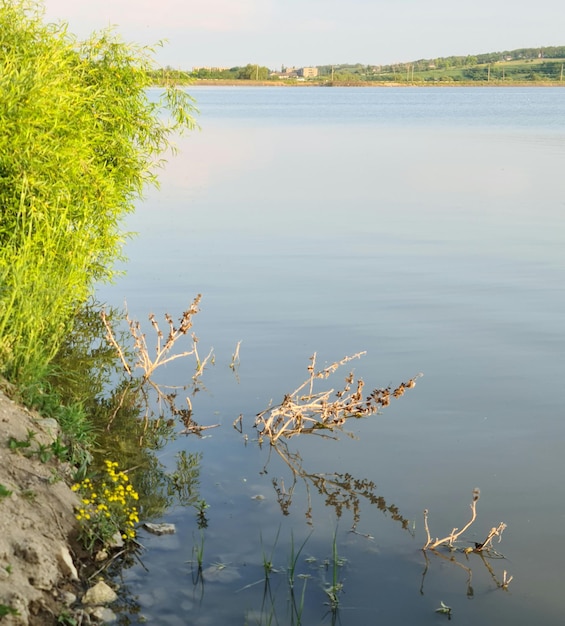 Jezioro z kilkoma roślinami i wzgórzem w tle