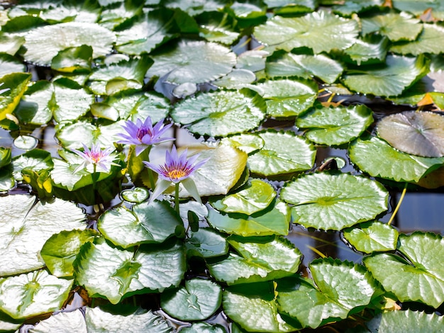 Jezioro Z Kwiatami Lilii Wodnej Na Niebieskiej Wodzie. Piękna Lilia Wodna