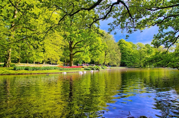 Jezioro z pięknymi białymi łabędziami w parku Keukenhof Lisse Holland