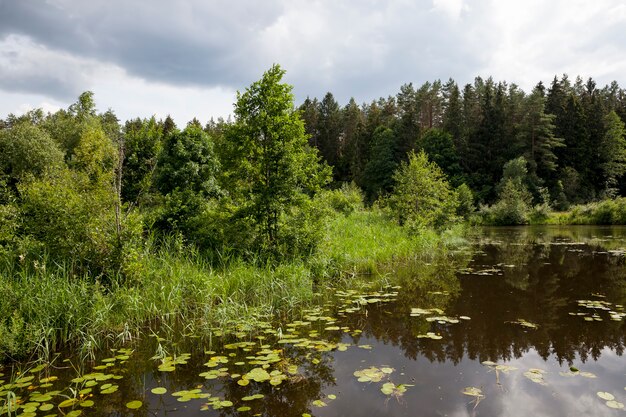 Jezioro Z Rosnącymi Liliami Wodnymi