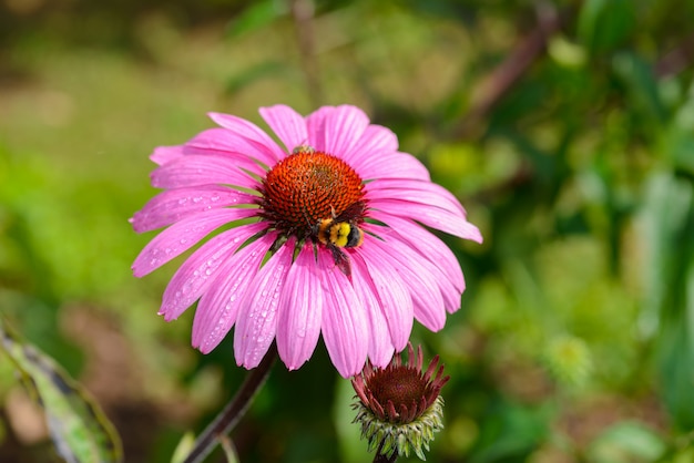 Jeżówka purpurowa (Echinacea purpurea) popularna roślina do przyciągania pszczoły miodnej