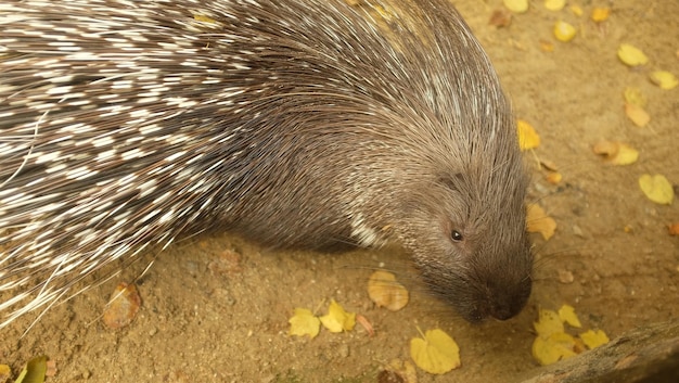 Jeżozwierz Indyjski Hystrix Indica W Naturalnym środowisku Skalnym Słodkie Zwierzę W Naturze Azja