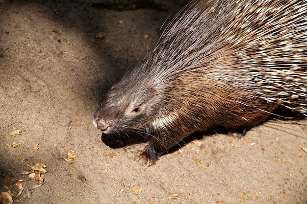 Jeżozwierz z ostrymi czarno-białymi piórami w Zoo