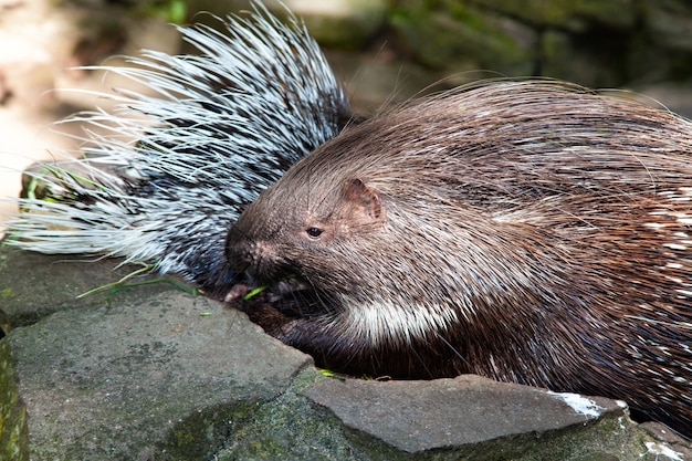 Jeżozwierz z przyjacielem na kamieniu w zoo