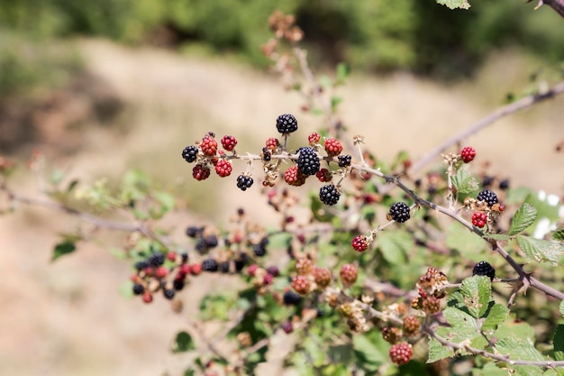 Jeżyna leśna Rubus fruticosus rośnie w lesie w słoneczny dzień