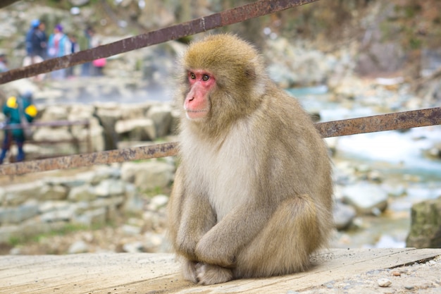 Jigokudani Monkey Park. Unikalne Doświadczenie Z Naturalną Gorącą Wiosną