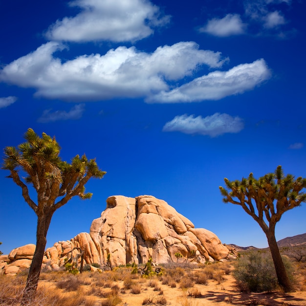 Joshua drzewa parka narodowego jukki doliny Mohave pustynia Kalifornia