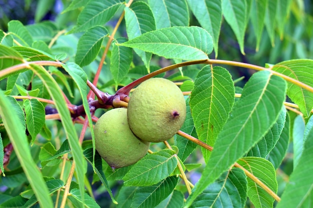 Juglans nigra to wschodnioamerykański orzech czarny