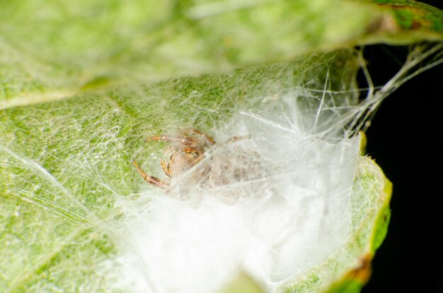 Jumping spider ma?y jumping spider na jego sieci web wykonane na li?ci winoro?li selektywnej fokus