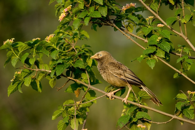 Jungle Babbler Bird na gałęzi w przyrodzie