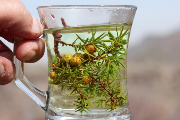 Zdjęcie juniper juniperus oxycedrus gorąca herbata ziołowa