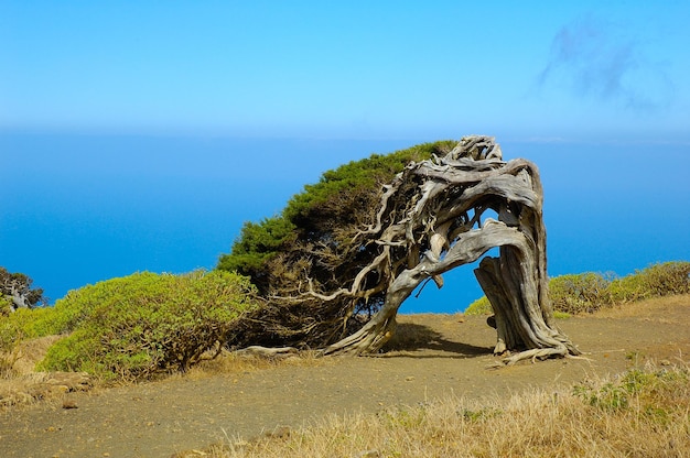 Juniperus phoenicea