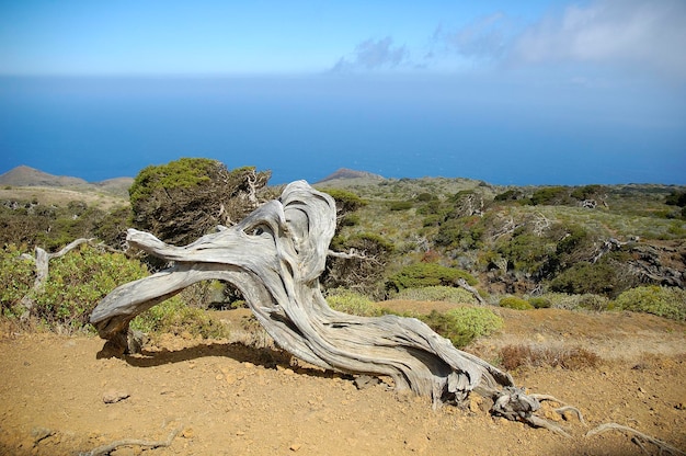 Juniperus phoenicea