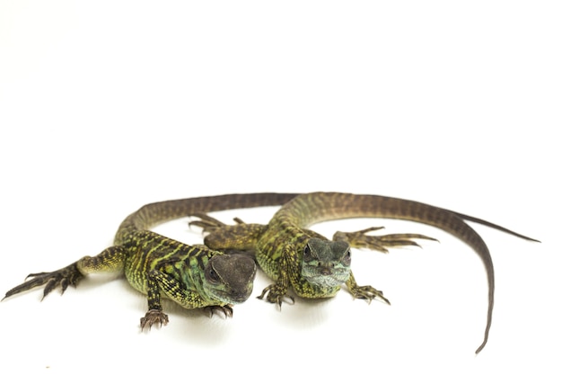 Juvenile Sailfin Dragon Lizard