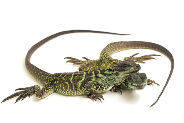 Juvenile Sailfin Dragon Lizard