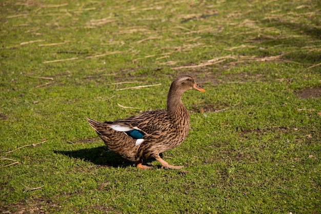 Kaczka domowa chodząca po swoim polu