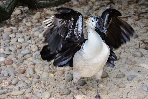 Kaczka grzebieniowa z otwartymi skrzydłami. Kaczka grzebieniowa lub amerykańska kaczka grzebieniowa (Sarkidiornis sylvicola) to niezwykła kaczka, występująca na tropikalnych terenach podmokłych kontynentalnej Ameryki Południowej.