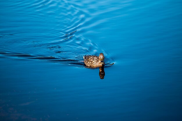 Kaczka krzyżówka pływająca w pięknej niebieskiej wodzie