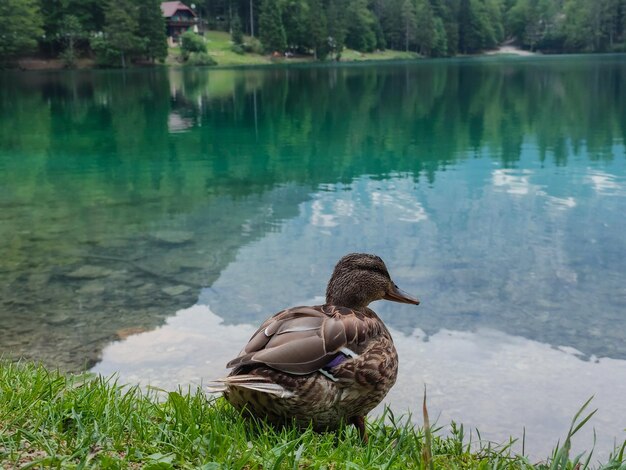 Kaczka Na Brzegu Jeziora Z Bliska