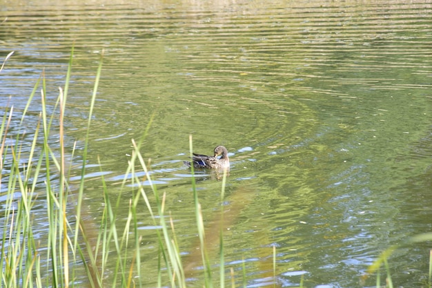 Kaczka na jeziorze w jesiennym arboretum Uljanowsk Rosja