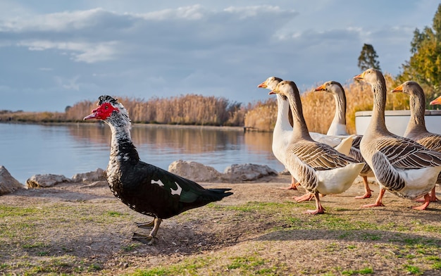 Kaczka piżmowa i stado gęsi szarych na tle jeziora hodowla ptaków pomysł ekofarmy Zwierzęta z wolnego wybiegu na ranczo