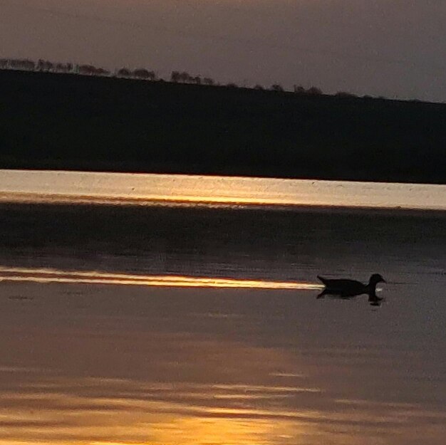 Kaczka pływa w jeziorze, a za nią zachodzi słońce.