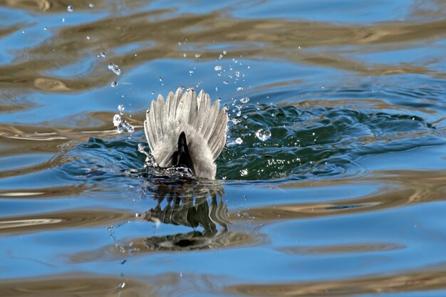 Zdjęcie kaczka pływająca w jeziorze