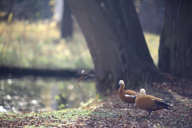 kaczka w jesiennym parku, widok samego abstrakcyjnego relaksu
