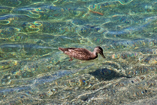 Kaczka w Queenstown mieście na Południowej wyspie, Nowa Zelandia