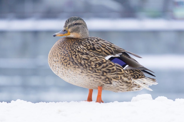 Kaczka zimą na zaśnieżonym stawie lub rzece w styczniu Dzikie ptactwo wodne w przyrodzie Zdjęcia wysokiej jakości
