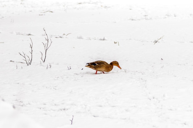 Kaczki i kaczki chodzą po śniegu i zamarzniętym jeziorze